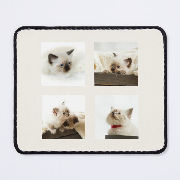 Item preview, Ragdoll Kitten Collection II designed and sold by Jane Stanley Photography.