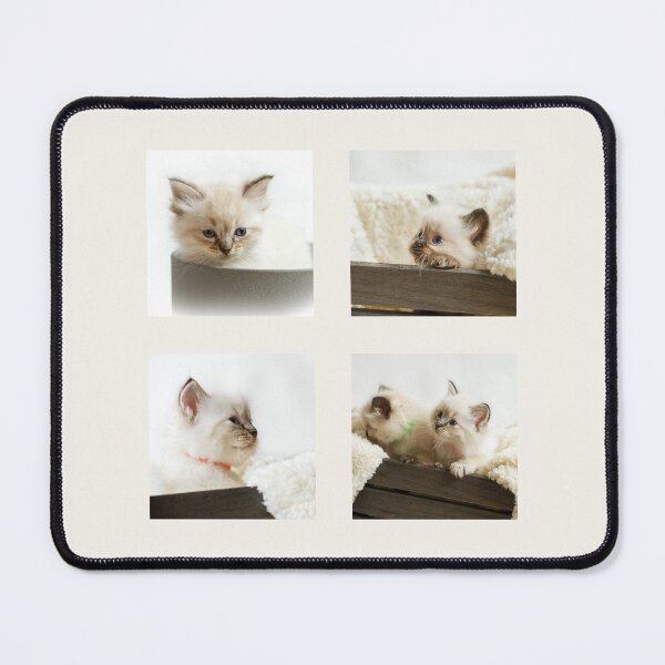 Item preview, Ragdoll Kitten Collection designed and sold by Jane Stanley Photography.