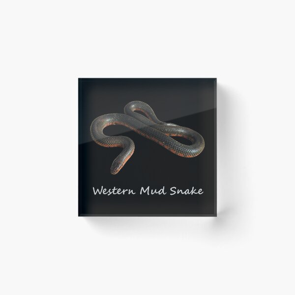 Item preview, Western Mud Snake designed and sold by Paul-Prints.