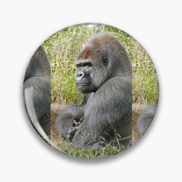 Item preview, An intimate portrait close-up 7 (c) (h) " dos argenté " A gorilla who is the star of the day .... designed and sold by o.okaïo.