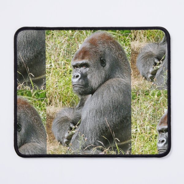 Item preview, An intimate portrait close-up 7 (c) (h) " dos argenté " A gorilla who is the star of the day .... designed and sold by o.okaïo.