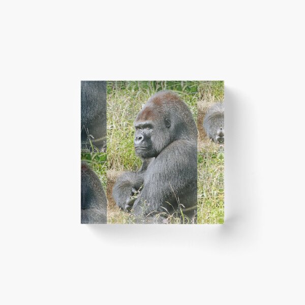 Item preview, An intimate portrait close-up 7 (c) (h) " dos argenté " A gorilla who is the star of the day .... designed and sold by o.okaïo.