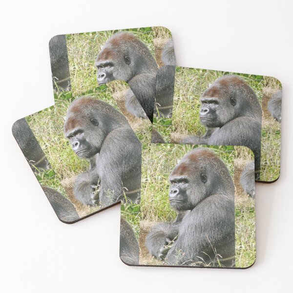 Item preview, An intimate portrait close-up 7 (c) (h) " dos argenté " A gorilla who is the star of the day .... designed and sold by o.okaïo.