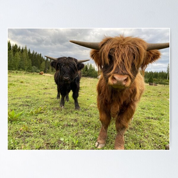 Artikelvorschau, Scottish Highland Cattle Calves 2949 entworfen und verkauft von SaarelaHighland.