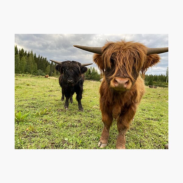 Artikelvorschau, Scottish Highland Cattle Calves 2949 entworfen und verkauft von SaarelaHighland.
