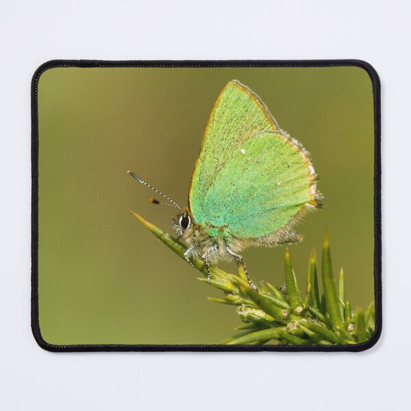 Item preview, Green Hairstreak Butterfly designed and sold by Jane Stanley Photography.