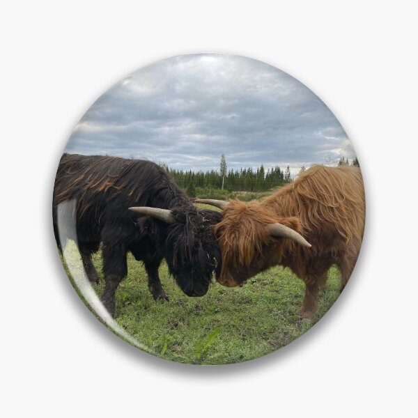 Artikelvorschau, Scottish Highland Cattle Calves fighting 2950 entworfen und verkauft von SaarelaHighland.