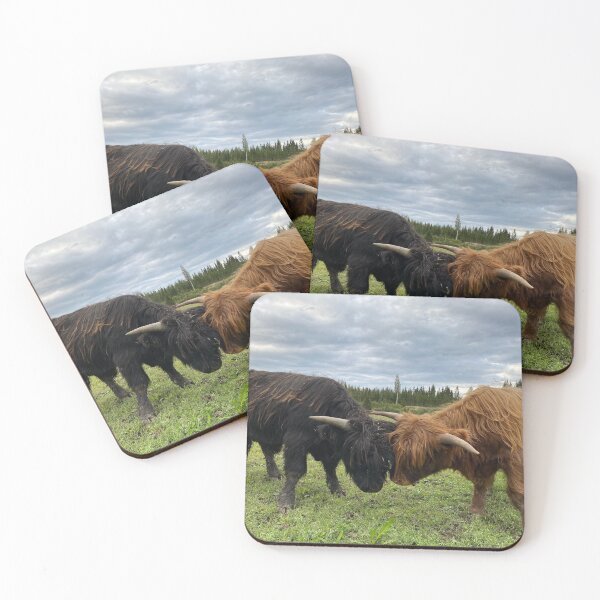 Item preview, Scottish Highland Cattle Calves fighting 2950 designed and sold by SaarelaHighland.