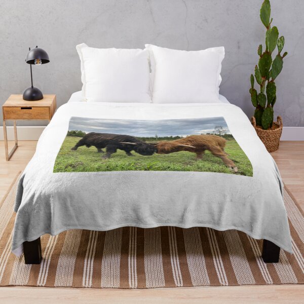 Item preview, Scottish Highland Cattle Calves fighting 2950 designed and sold by SaarelaHighland.