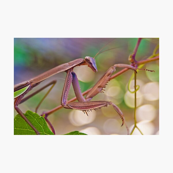 Item preview, Praying Mantis designed and sold by LoganG.