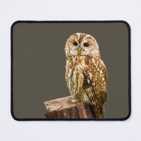 Item preview, Tawny Owl designed and sold by Jane Stanley Photography.