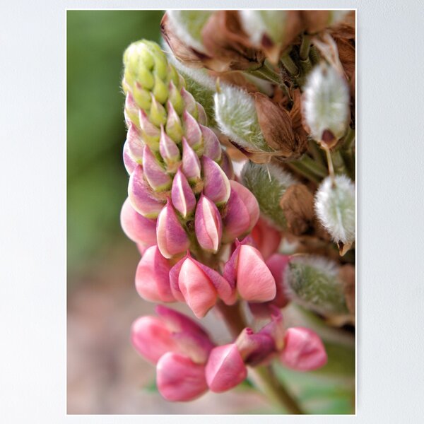 Item preview, Nurture - generation to generation designed and sold by Agnes McGuinness.