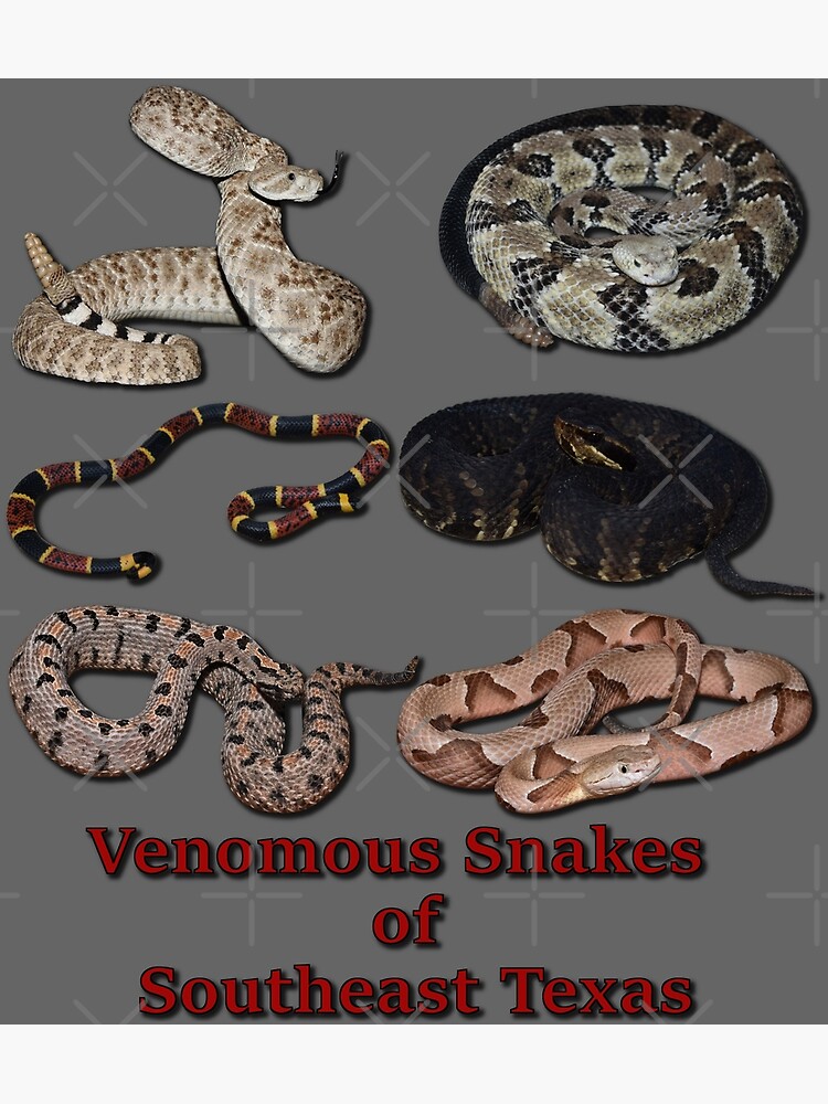 "Venomous Snakes of Southeast Texas" Poster for Sale by PaulPrints Redbubble