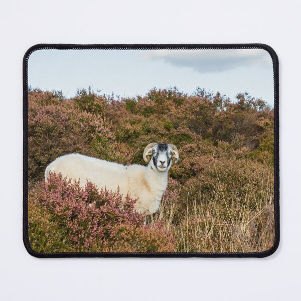 Item preview, Swaledale Sheep designed and sold by Jane Stanley Photography.
