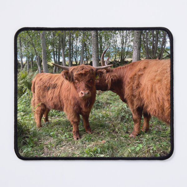 Item preview, Scottish Highland Cattle Cow and Calf in forest 2972 designed and sold by SaarelaHighland.