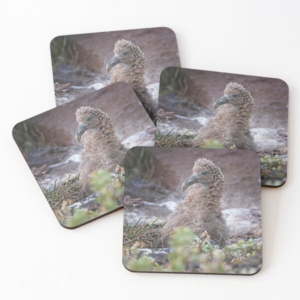 Item preview, Waved Albatross Chick Galapagos Islands designed and sold by PhotoArt by Joan Carroll.