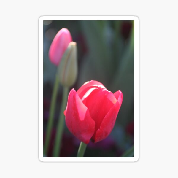 In the pink... Sticker