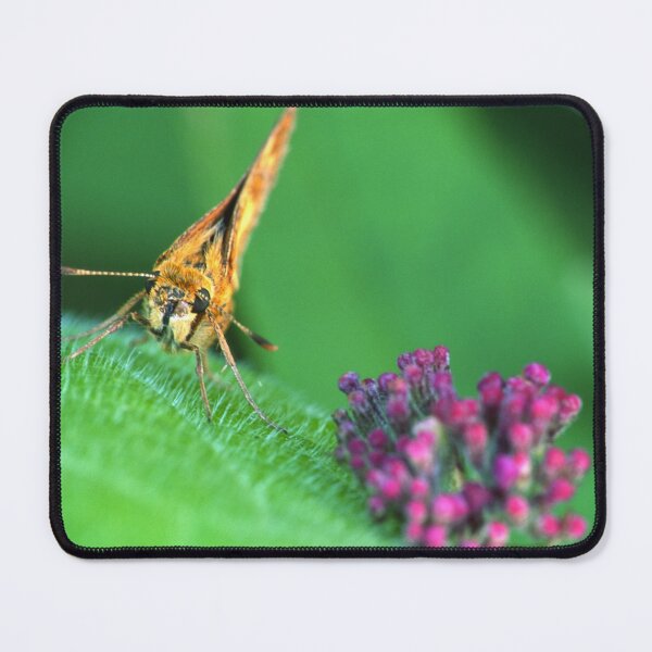 Item preview, Painted Lady Says Hello designed and sold by Bill Spengler's Photographic Thoughts.