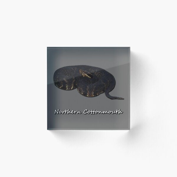 Item preview, Northern Cottonmouth designed and sold by Paul-Prints.