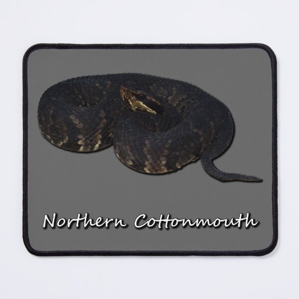 Item preview, Northern Cottonmouth designed and sold by Paul-Prints.