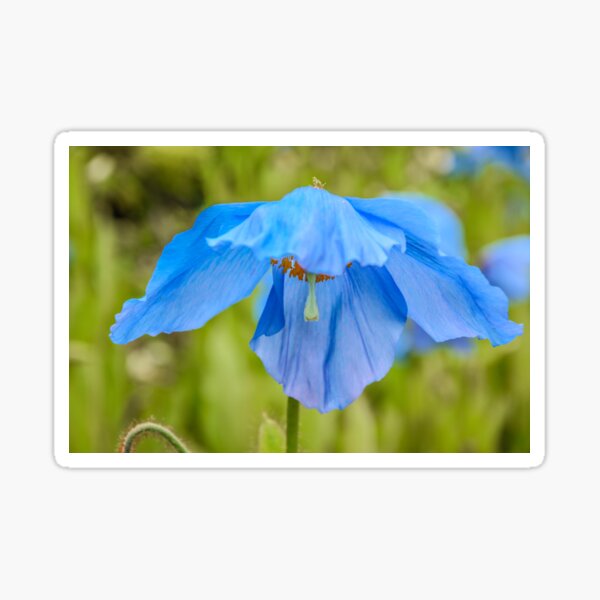 Blue Poppy, Edinburgh Botanical Gardins, Scotland Sticker