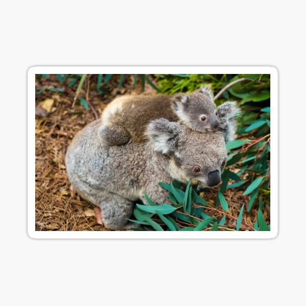 Koala Australien: Postcard: Kängurus Wombat Kakadu und Schnabeltier -Wildlife 