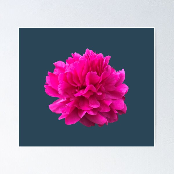 Item preview, Bright Pink Peony Close-up designed and sold by InalterataArt.