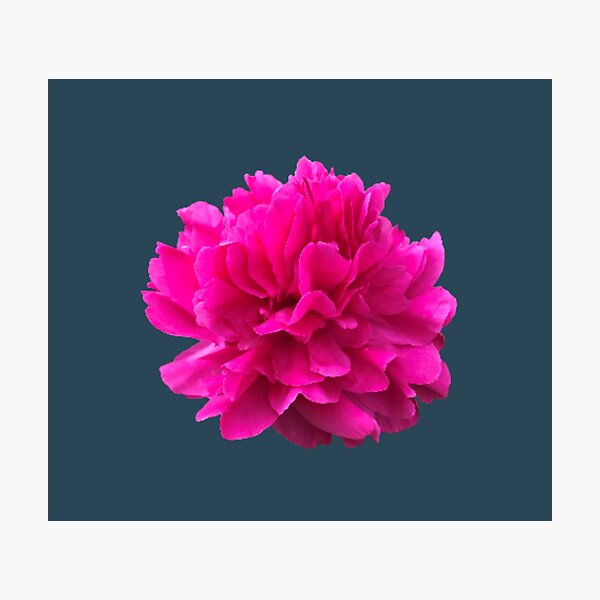 Item preview, Bright Pink Peony Close-up designed and sold by InalterataArt.