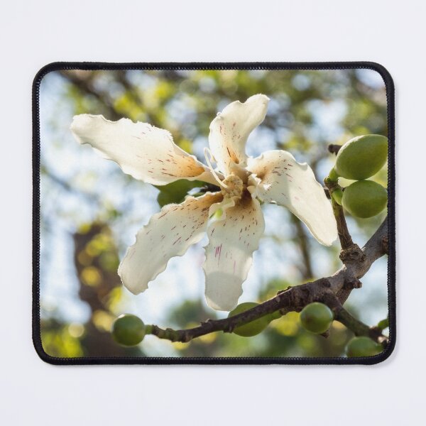 Item preview, Singular Exotic Bloom - Flowering Silk Floss Tree Ceiba Speciosa designed and sold by Georgia Mizuleva.
