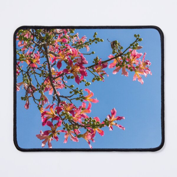 Item preview, Exotic Flowers - Silk Floss Tree Ceiba Speciosa Blooming Branches designed and sold by Georgia Mizuleva.