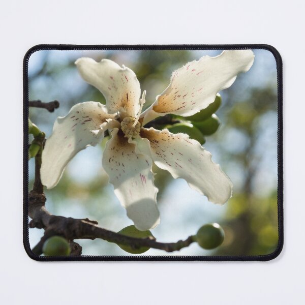 Item preview, Exotic Flower - Blooming Silk Floss Tree Ceiba Speciosa designed and sold by Georgia Mizuleva.