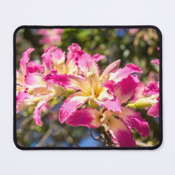 Item preview, Vivid Exotic Flowers - Blooming Silk Floss Tree Ceiba Speciosa designed and sold by Georgia Mizuleva.