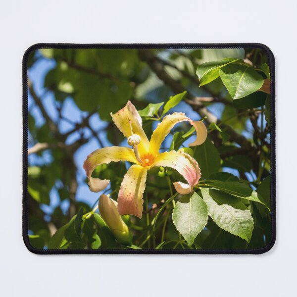 Item preview, Exotic Flowers - Blooming Ceiba Speciosa Silk Floss Tree designed and sold by Georgia Mizuleva.