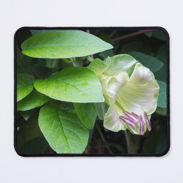 Item preview, Flowering Liana - a Singular Exotic Bloom designed and sold by Georgia Mizuleva.