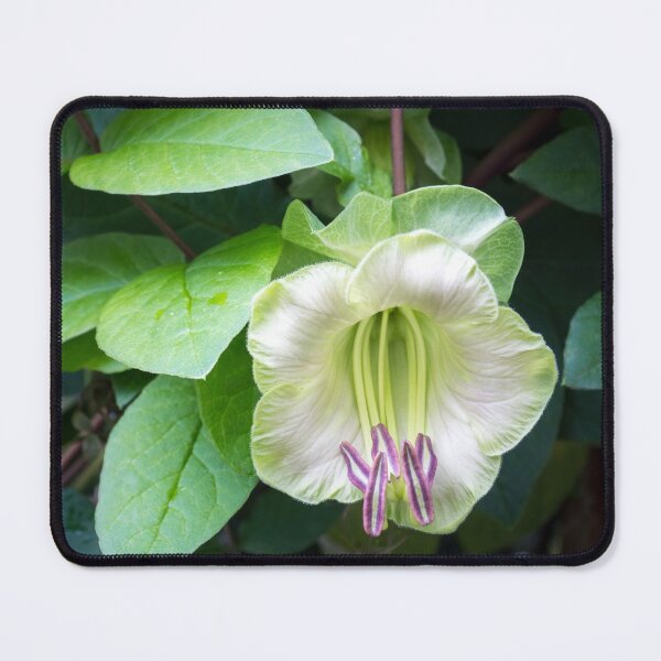 Item preview, Blooming Liana - a Singular Exotic Flower designed and sold by Georgia Mizuleva.