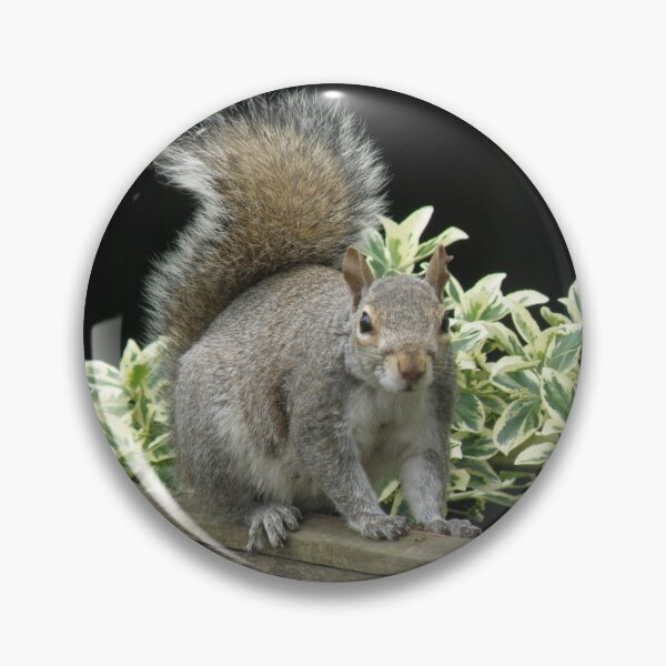 Item preview, Squirrel on a Fence with Ivy Photograph designed and sold by naturegallery.