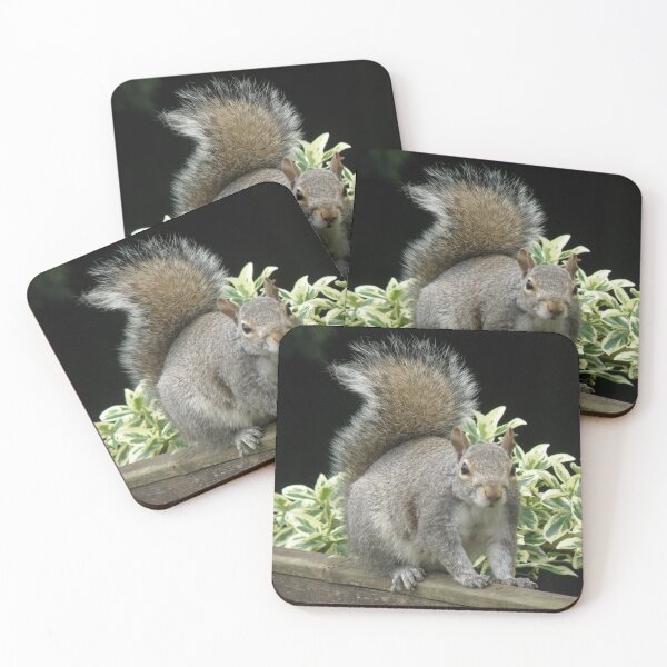 Item preview, Squirrel on a Fence with Ivy Photograph designed and sold by naturegallery.