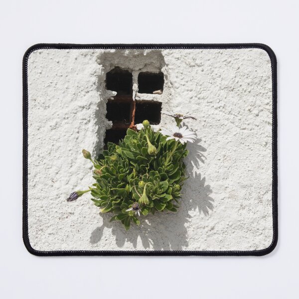 Item preview, Special Gardening Creativity - Instantly Adorable African Daisies on a Rough Stuccoed Wall designed and sold by Georgia Mizuleva.