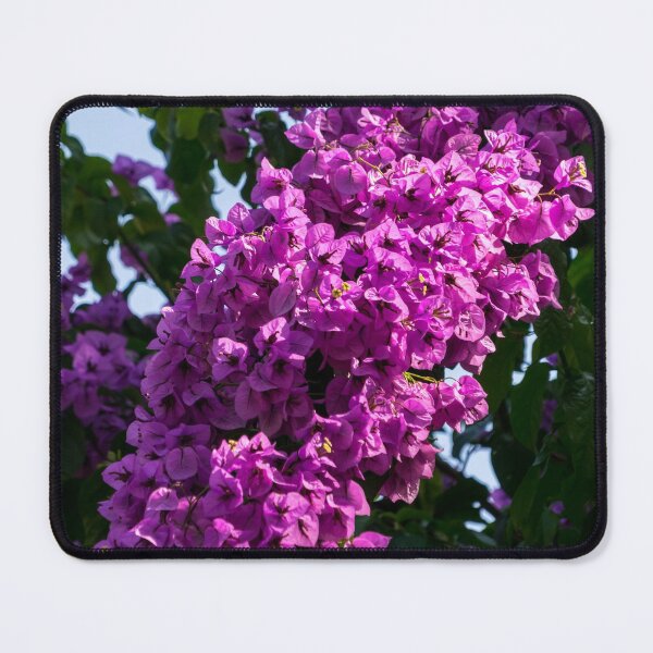 Item preview, Gallivanting in the Tropics - Bougainvillea Cascade In Hot Magenta designed and sold by Georgia Mizuleva.