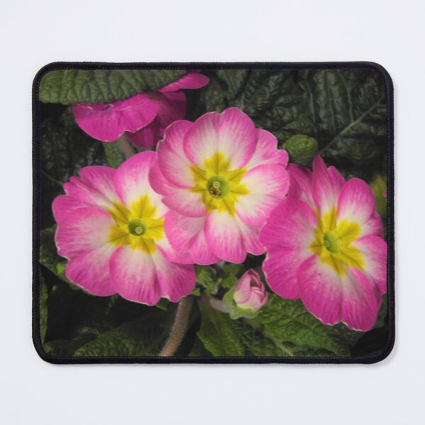 Item preview, Pink Primulas designed and sold by angel1.