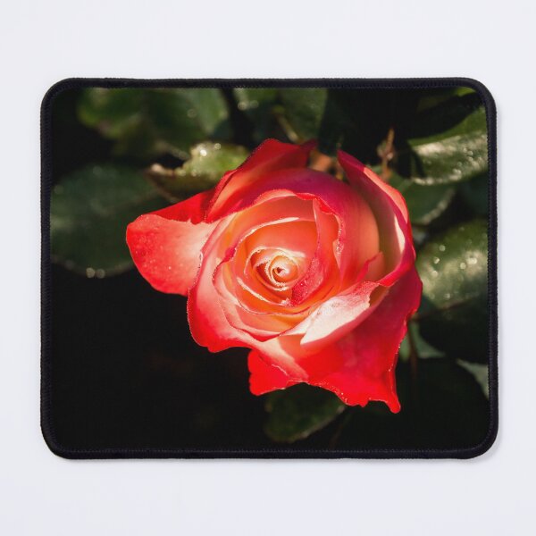 Item preview, Living Coral Coloured Rose with a Blush of Red designed and sold by Georgia Mizuleva.