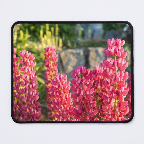 Living Coral Coloured Lupines in Glorious Morning Light Mouse Pad