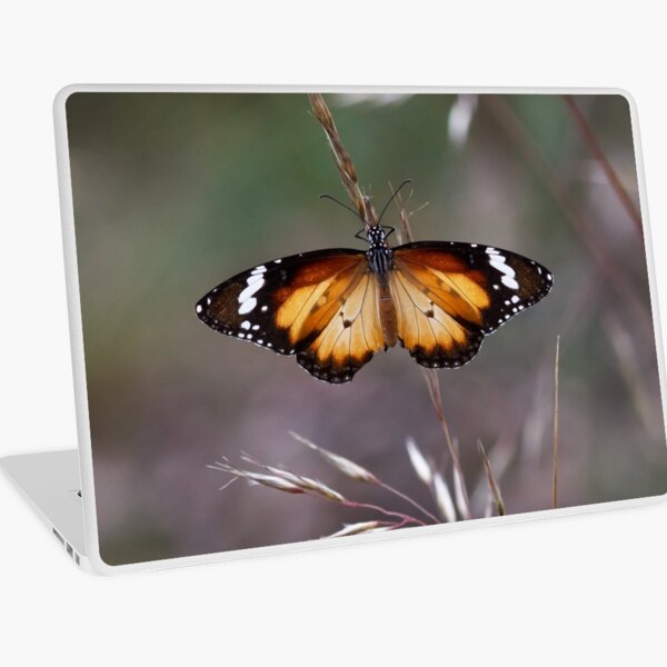 Lesser Wanderer Butterfly - Danaus petilia Laptop Skin