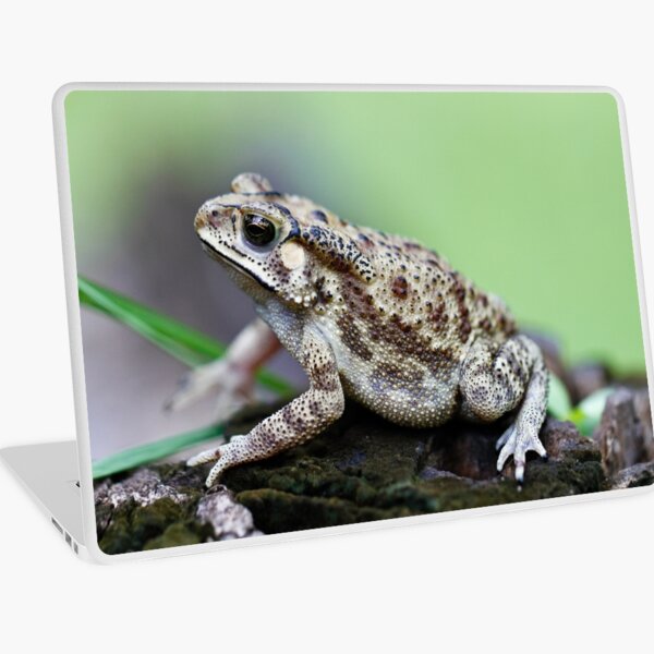 Bufo Species of Toad Laptop Skin