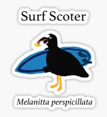 Surf Scoter Sticker
