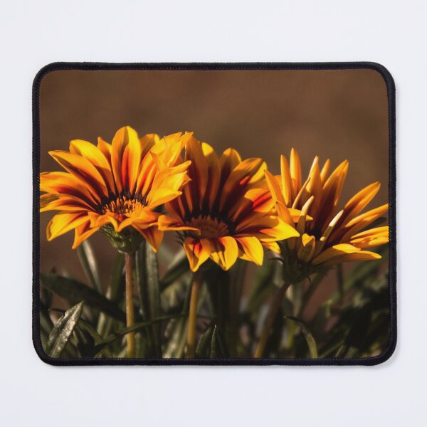 Item preview, Yellow gazania designed and sold by Zina Stromberg.