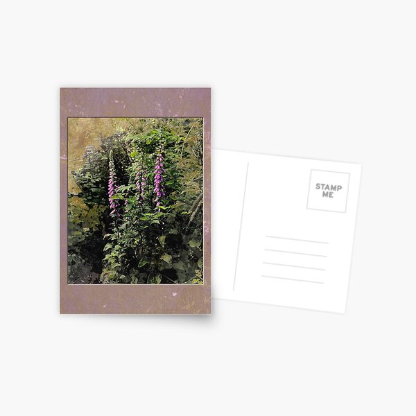 Trailside Foxglove Postcard