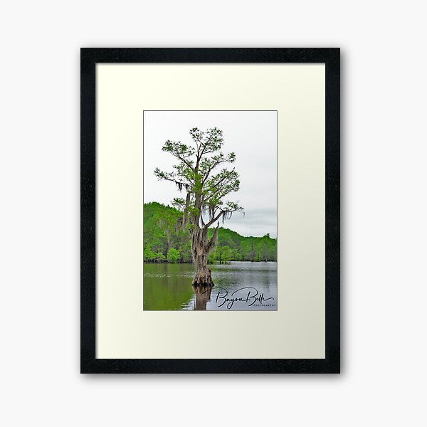 Framed Photo Print of BALD CYPRESS TREES LAKE MARTIN LOUISIANA SWAMP BLACK  AND WHITE Print Picture Image Fine Art Photography Large Framed Print Wall  Decor Art For Sale Stock Photo Photograph High