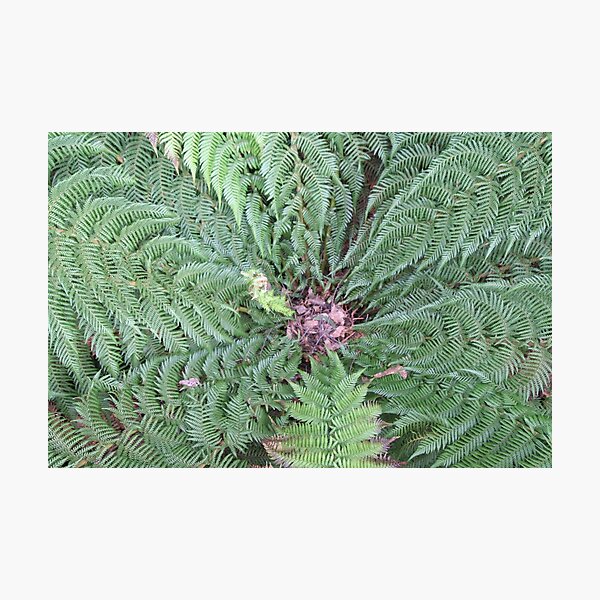 Item preview, Tree Fern designed and sold by Leanne Davis.