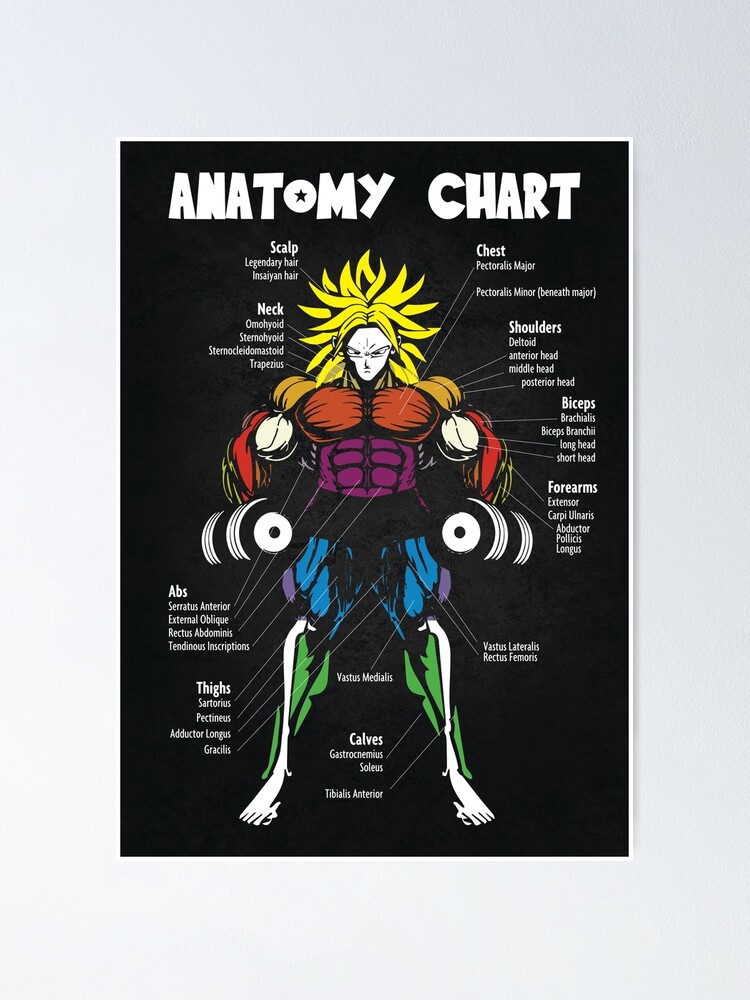 "Anatomy Muscle Chart Diagram" Poster for Sale by gohanflex | Redbubble